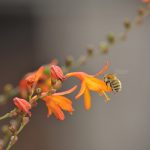 abeille pour la biodiversité